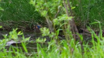2021年5月27日(木) 福井緑地(札幌市西区)の野鳥観察記録
