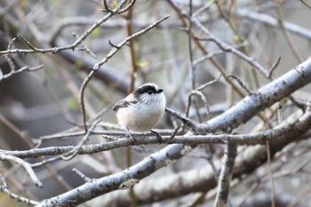 エナガ 日岡山公園 2017年3月11日(土)