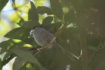 2017年3月11日(土) 三重県民の森の野鳥観察記録