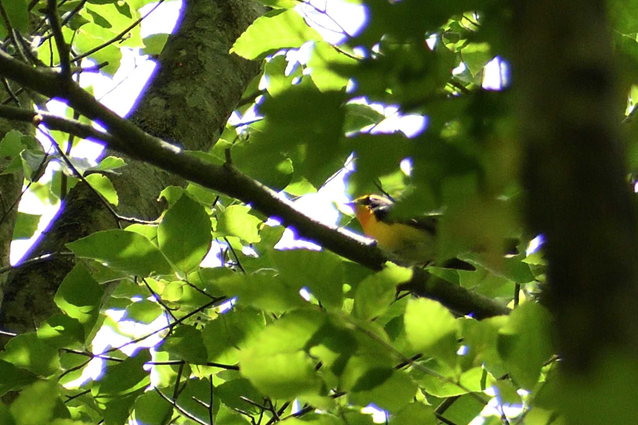 Narcissus Flycatcher