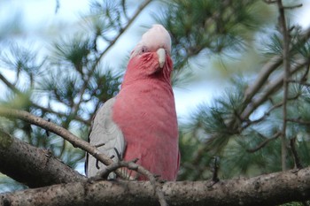 モモイロインコ オーストラリア ベンディゴ 2018年10月7日(日)