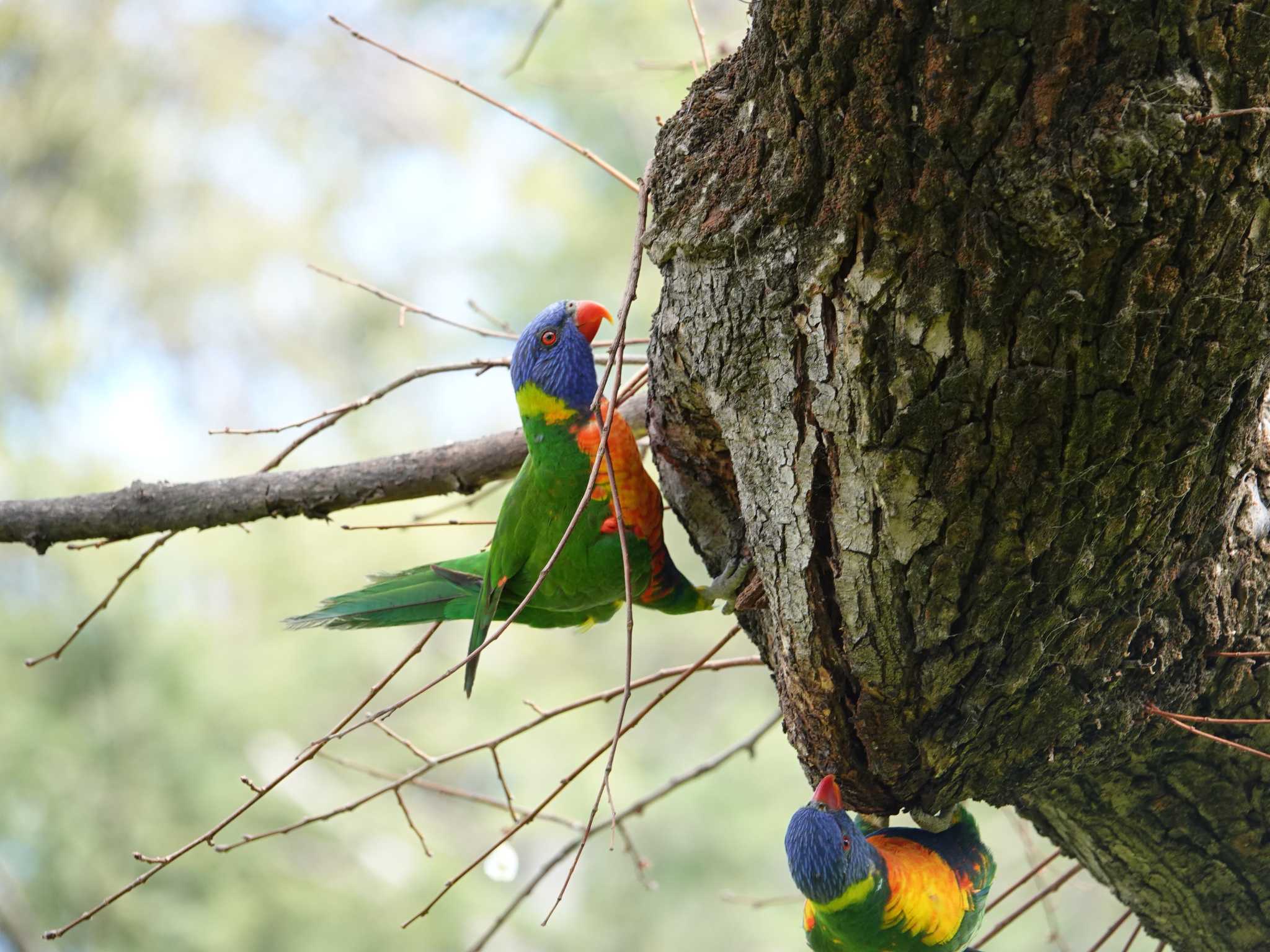 オーストラリア ベンディゴ ゴシキセイガイインコの写真 by ぴろり