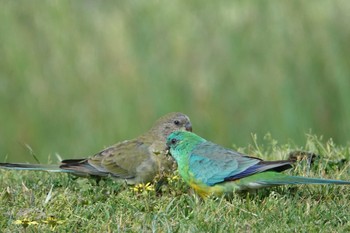 Red-rumped Parrot オーストラリア ベンディゴ Sun, 10/7/2018