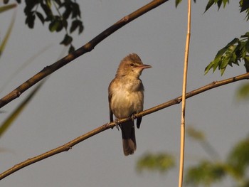 Oriental Reed Warbler 淀川河川公園 Thu, 5/6/2021