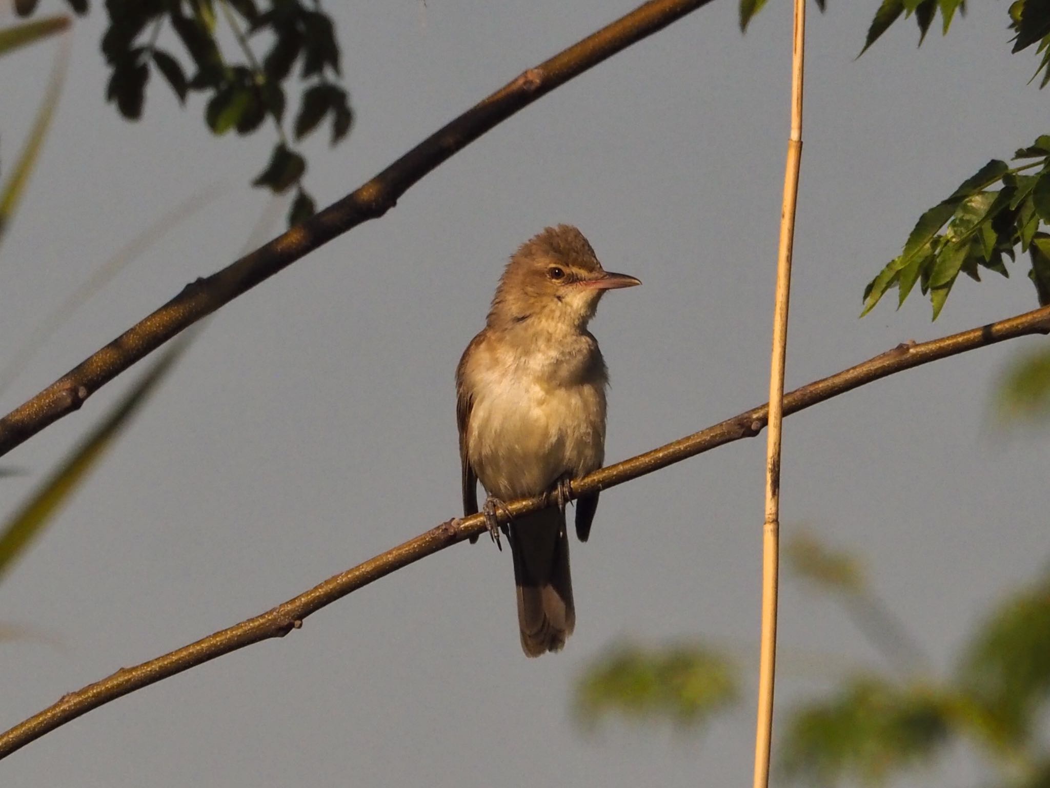 Photo of Oriental Reed Warbler at 淀川河川公園 by zebrafinch11221