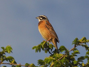 Meadow Bunting 淀川河川公園 Thu, 5/6/2021