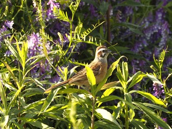 Thu, 5/6/2021 Birding report at 淀川河川公園