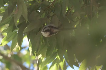 エナガ 三重県民の森 2017年3月11日(土)