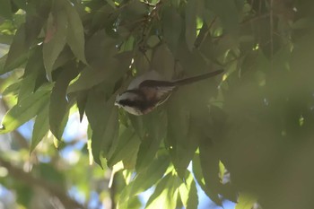 エナガ 三重県民の森 2017年3月11日(土)