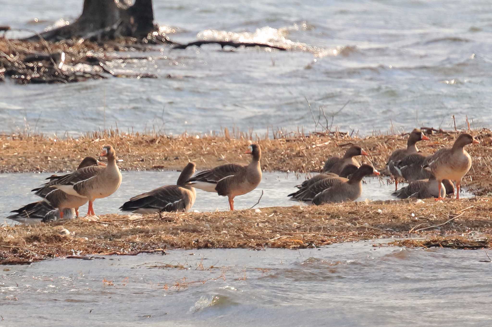 Photo of Greater White-fronted Goose at 滋賀県 by アカウント695