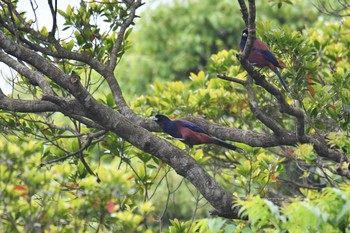 Lidth's Jay Amami Forest Police Sat, 4/10/2021