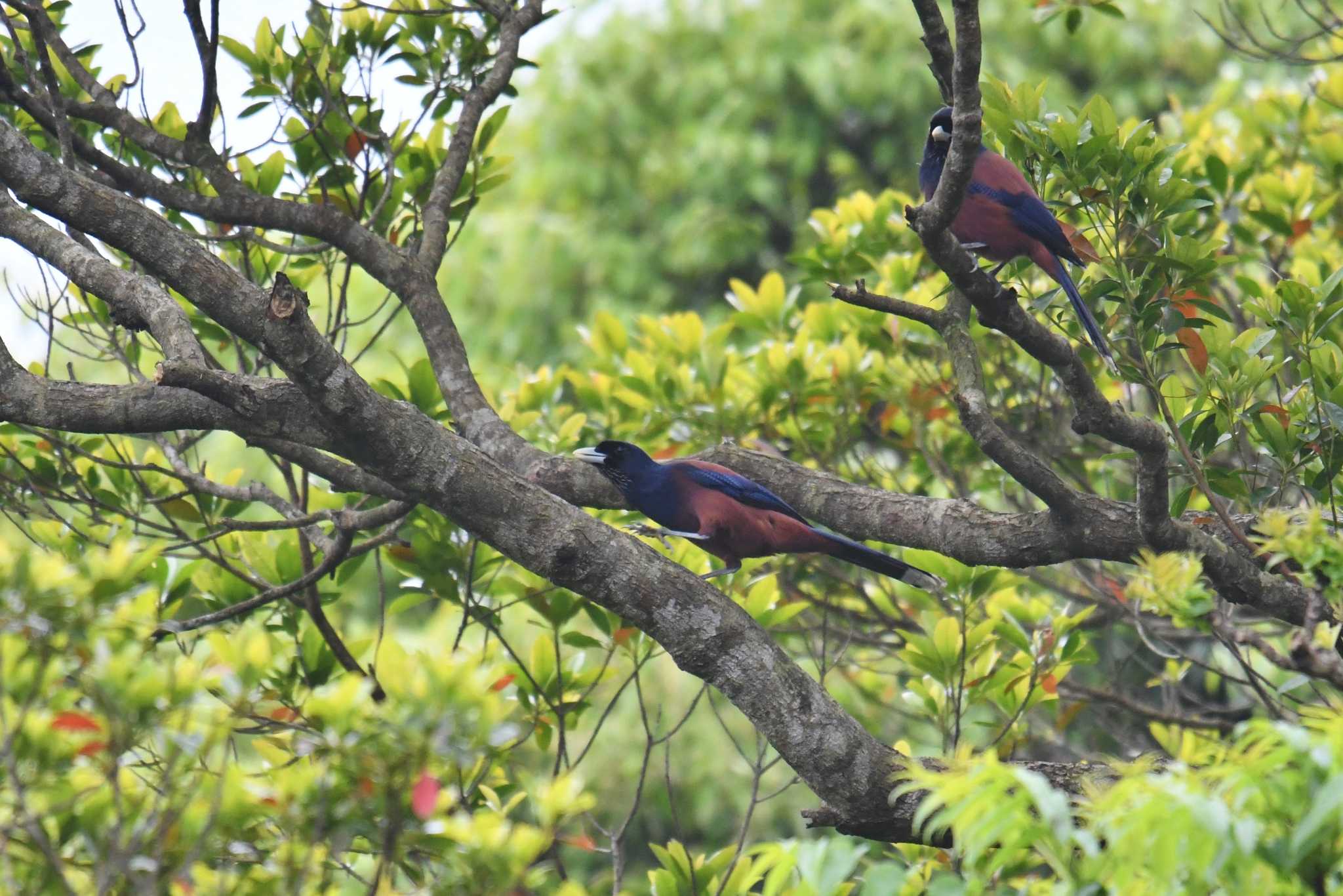 Lidth's Jay