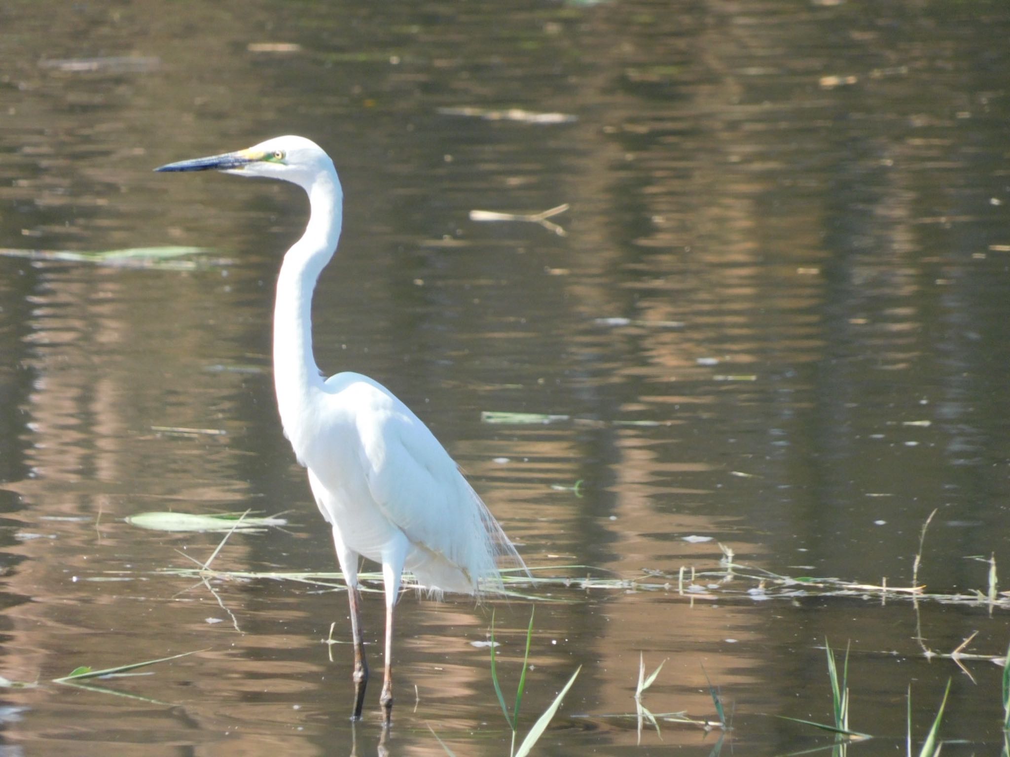 葛西臨海公園 ダイサギの写真 by ucello