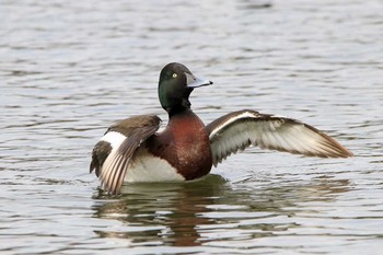 アカハジロ 都立浮間公園 2017年2月22日(水)