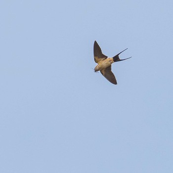Red-rumped Swallow 茨城県東海村 Wed, 5/26/2021