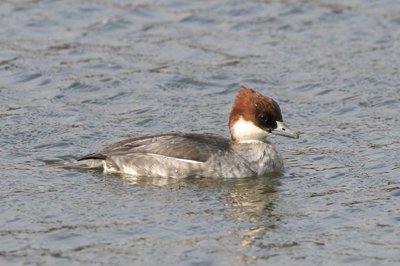 Photo of Smew at Ukima Park by とみやん