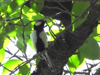 Japanese Tit 善福寺公園 Sun, 5/2/2021