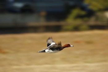 未同定 水戸市桜川 2021年2月6日(土)