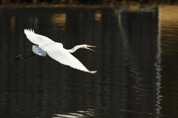 未同定 水戸市月池 2021年2月6日(土)