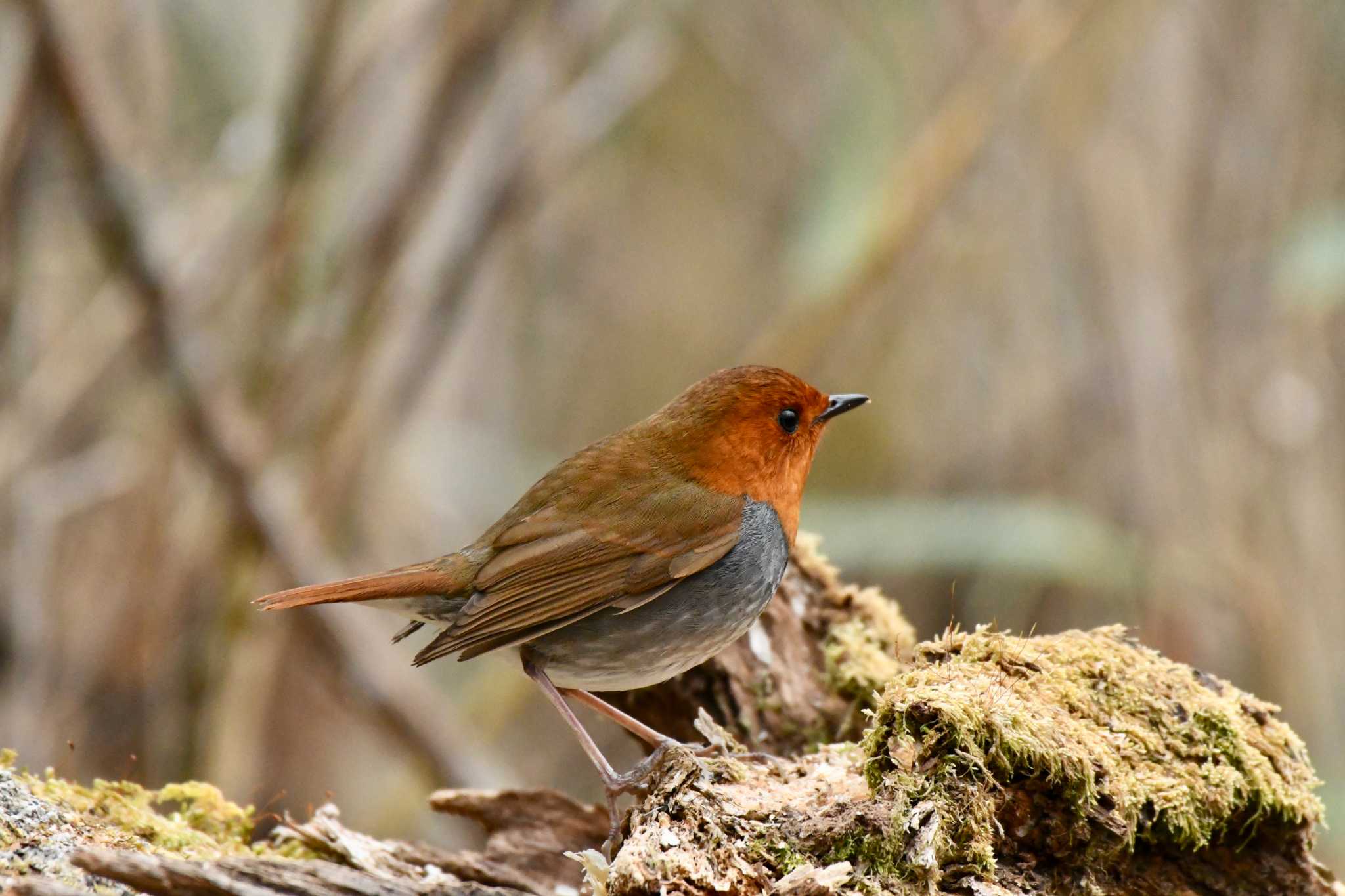 Japanese Robin