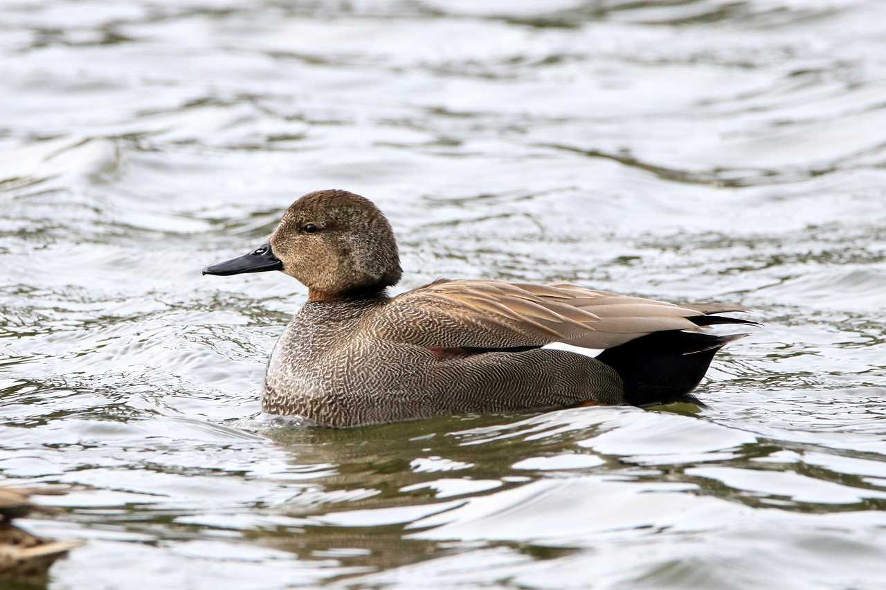 都立浮間公園 オカヨシガモの写真