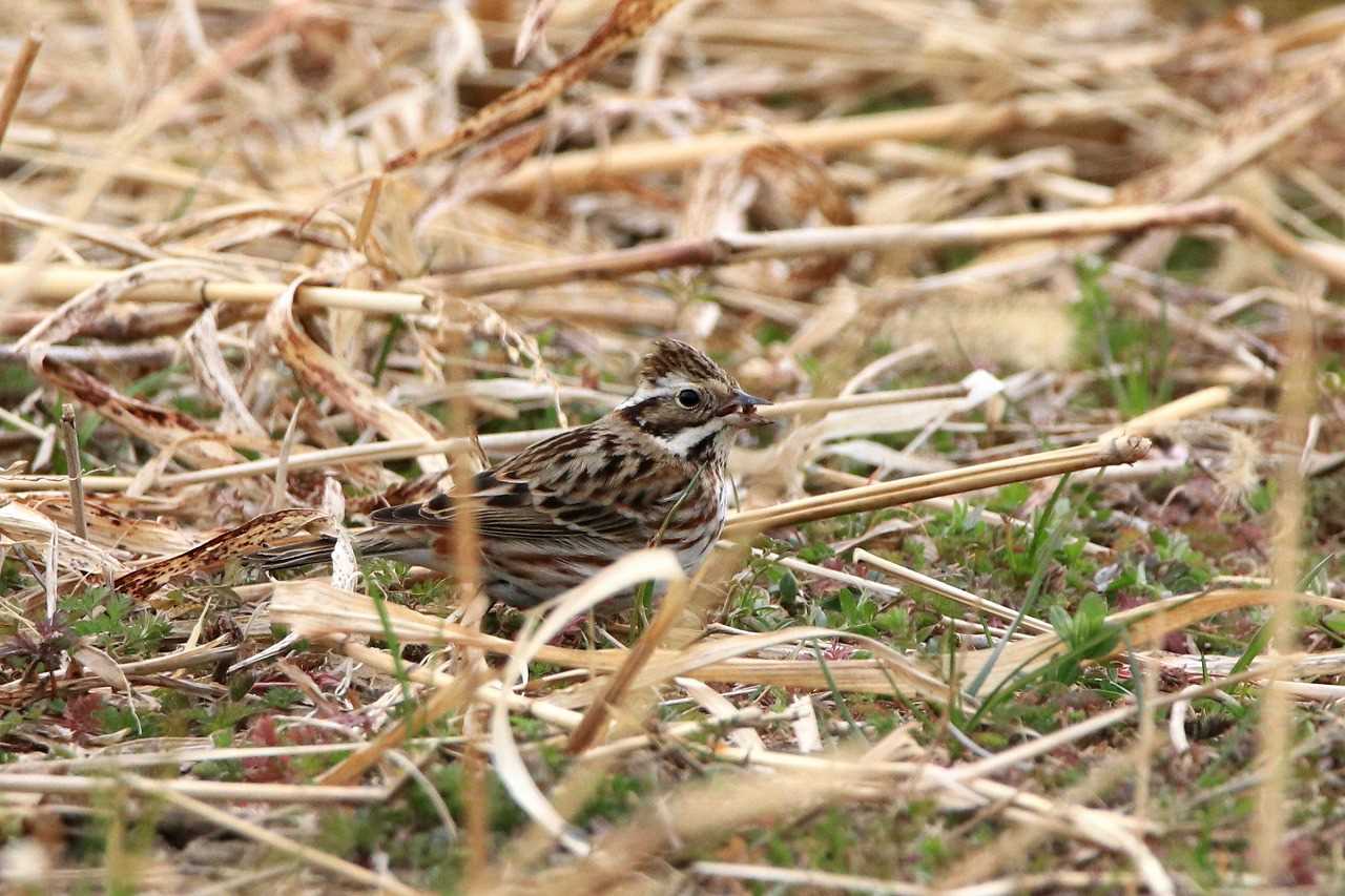 荒川自然生態園 カシラダカの写真