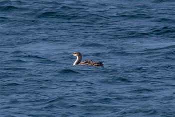 Pacific Loon 城ヶ島 Sat, 3/11/2017