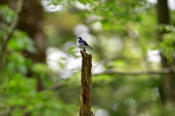 コルリ 戸隠森林植物園(戸隠森林公園) 2016年5月31日(火)