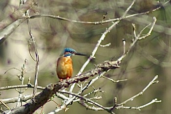 Common Kingfisher Mizumoto Park Sun, 2/28/2021