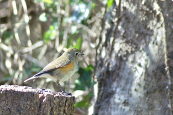 Red-flanked Bluetail Mizumoto Park Sun, 2/28/2021