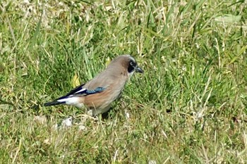 Eurasian Jay Mizumoto Park Sun, 2/28/2021