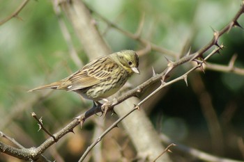 Masked Bunting Mizumoto Park Sun, 2/28/2021