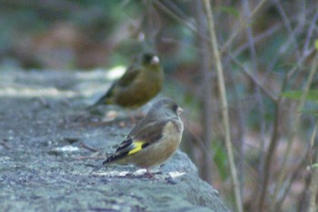 Grey-capped Greenfinch Mizumoto Park Sun, 2/28/2021