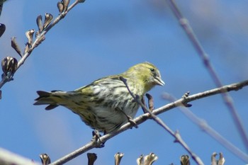 Eurasian Siskin Mizumoto Park Sun, 2/28/2021