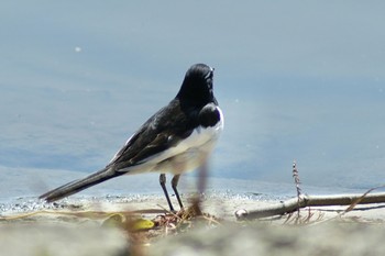 Japanese Wagtail Mizumoto Park Sun, 2/28/2021