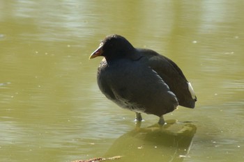 Common Moorhen Mizumoto Park Sun, 2/28/2021