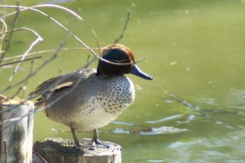 Eurasian Teal Mizumoto Park Sun, 2/28/2021