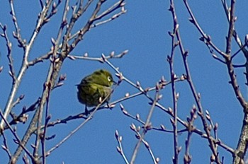 Warbling White-eye Mizumoto Park Sun, 2/28/2021