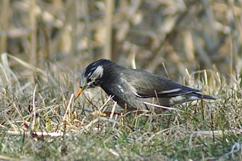 White-cheeked Starling Mizumoto Park Sun, 2/28/2021