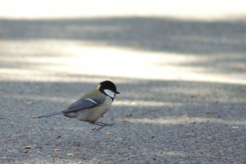 Japanese Tit Mizumoto Park Sun, 2/28/2021