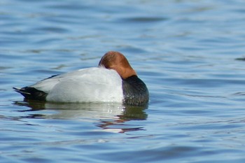 Common Pochard Mizumoto Park Sun, 2/28/2021