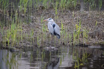 Grey Heron Hibiya Park Sat, 3/11/2017