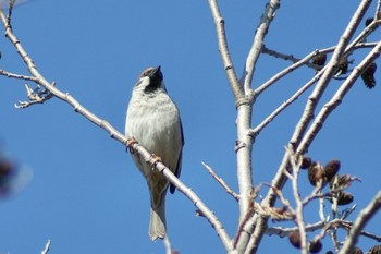 Eurasian Tree Sparrow Mizumoto Park Sun, 2/28/2021