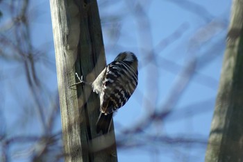 Japanese Pygmy Woodpecker Mizumoto Park Sun, 2/28/2021