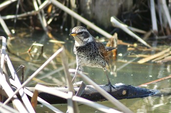 Dusky Thrush Mizumoto Park Sun, 2/28/2021