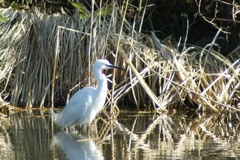 Little Egret Mizumoto Park Sun, 2/28/2021