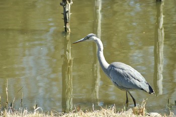 Grey Heron Mizumoto Park Sun, 2/28/2021