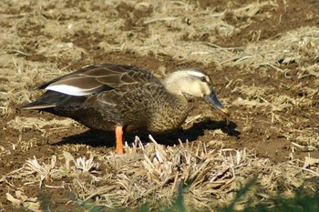 カルガモ 水元公園 2021年2月28日(日)