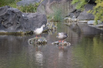 Eastern Spot-billed Duck Hibiya Park Sat, 3/11/2017