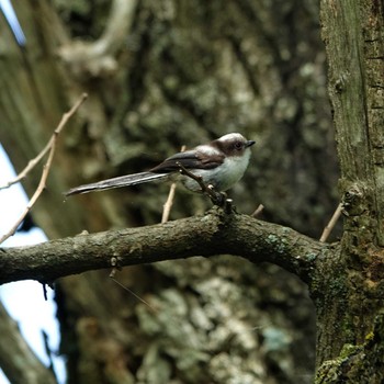 Long-tailed Tit 三島池(滋賀県米原市) Wed, 5/26/2021